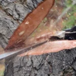 Abşeronda usta kimi işləyən şəxslər mənzildən qızıl oğurlayıblar